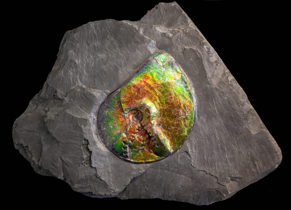 Canadian Ammolite Dale Rogers Ammonite